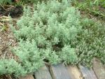 Artemisia pontica 'Nana'